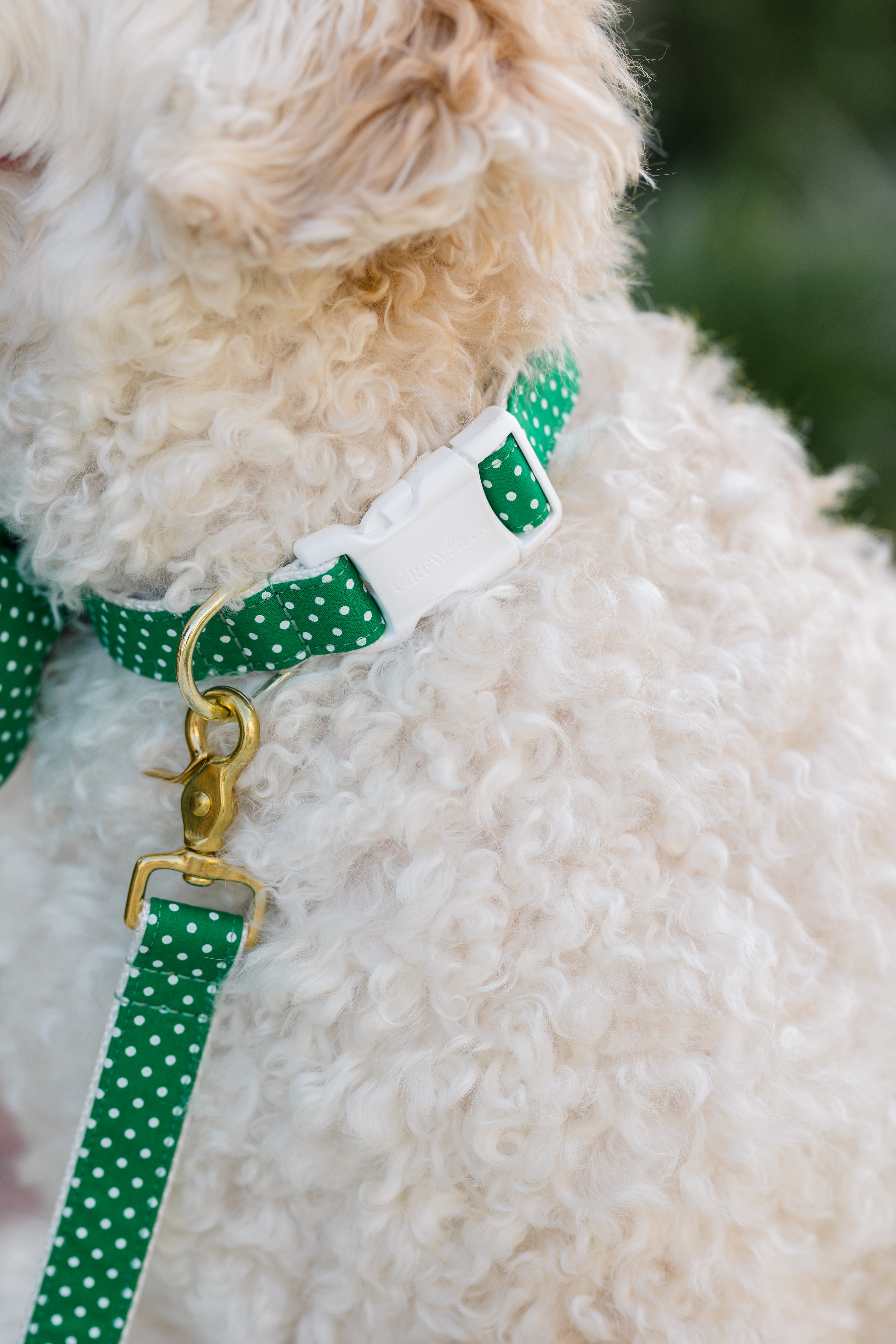 A tightly cropped image of a light, curly-coated dog wearing a festive green and white polka dot collar and leash set. The white buckle and gold hardware add contrast against the textured fur, highlighting the collar’s secure and stylish design.