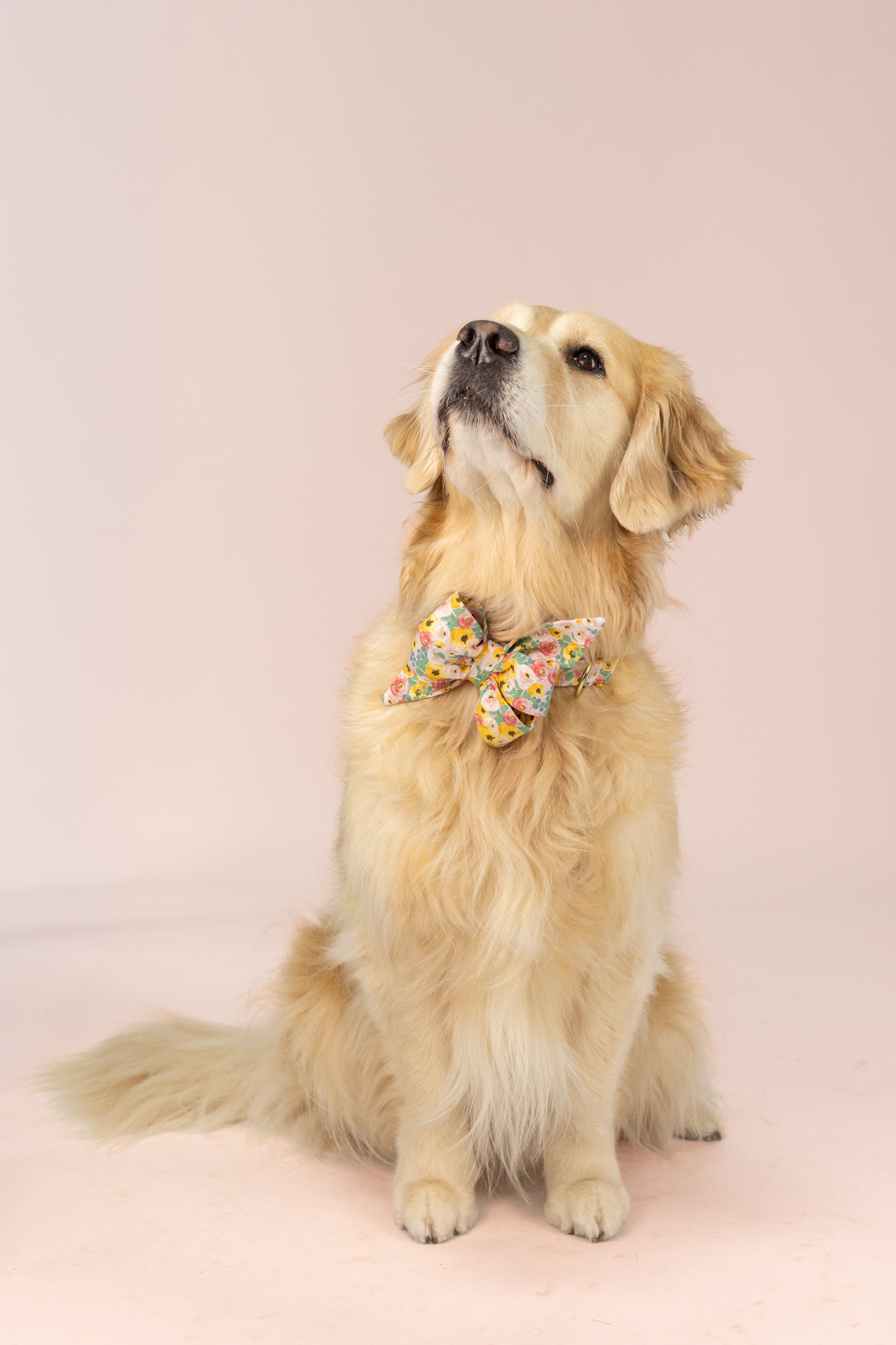 Retriever wearing a large belle bow dog collar set with a delicate floral print in soft pastel colors—perfect for spring photos, garden parties, or adding a touch of charm to everyday outings.