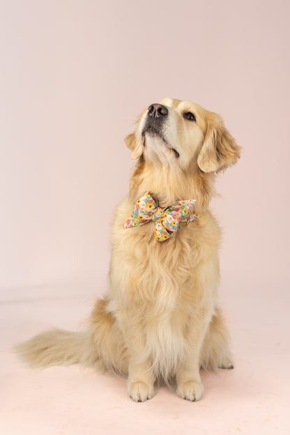 Retriever wearing a large belle bow dog collar set with a delicate floral print in soft pastel colors—perfect for spring photos, garden parties, or adding a touch of charm to everyday outings.
