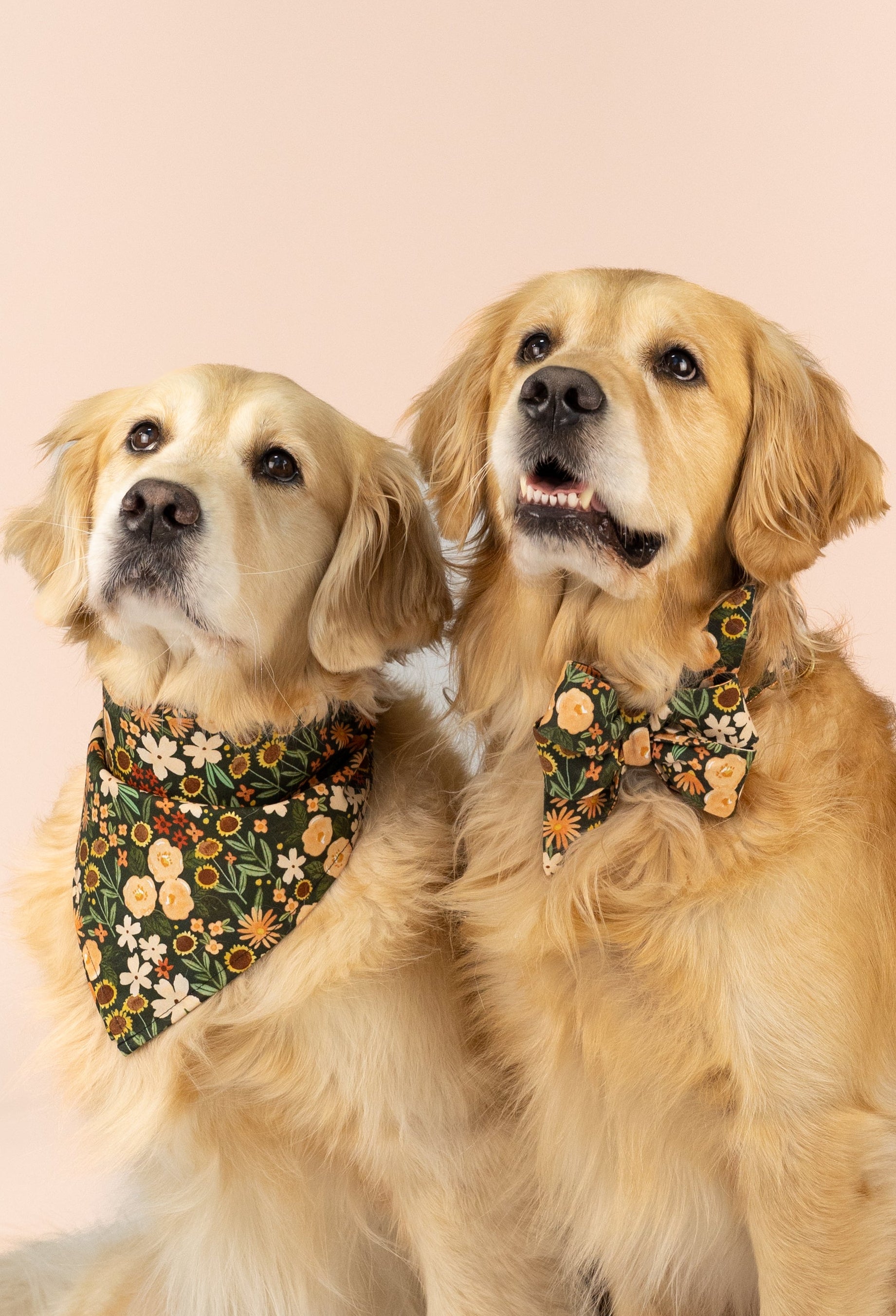 Two retrievers sit side by side against a light background. One wears a green floral belle bow collar set, and the other wears a matching bandana, creating a coordinated fall floral look.