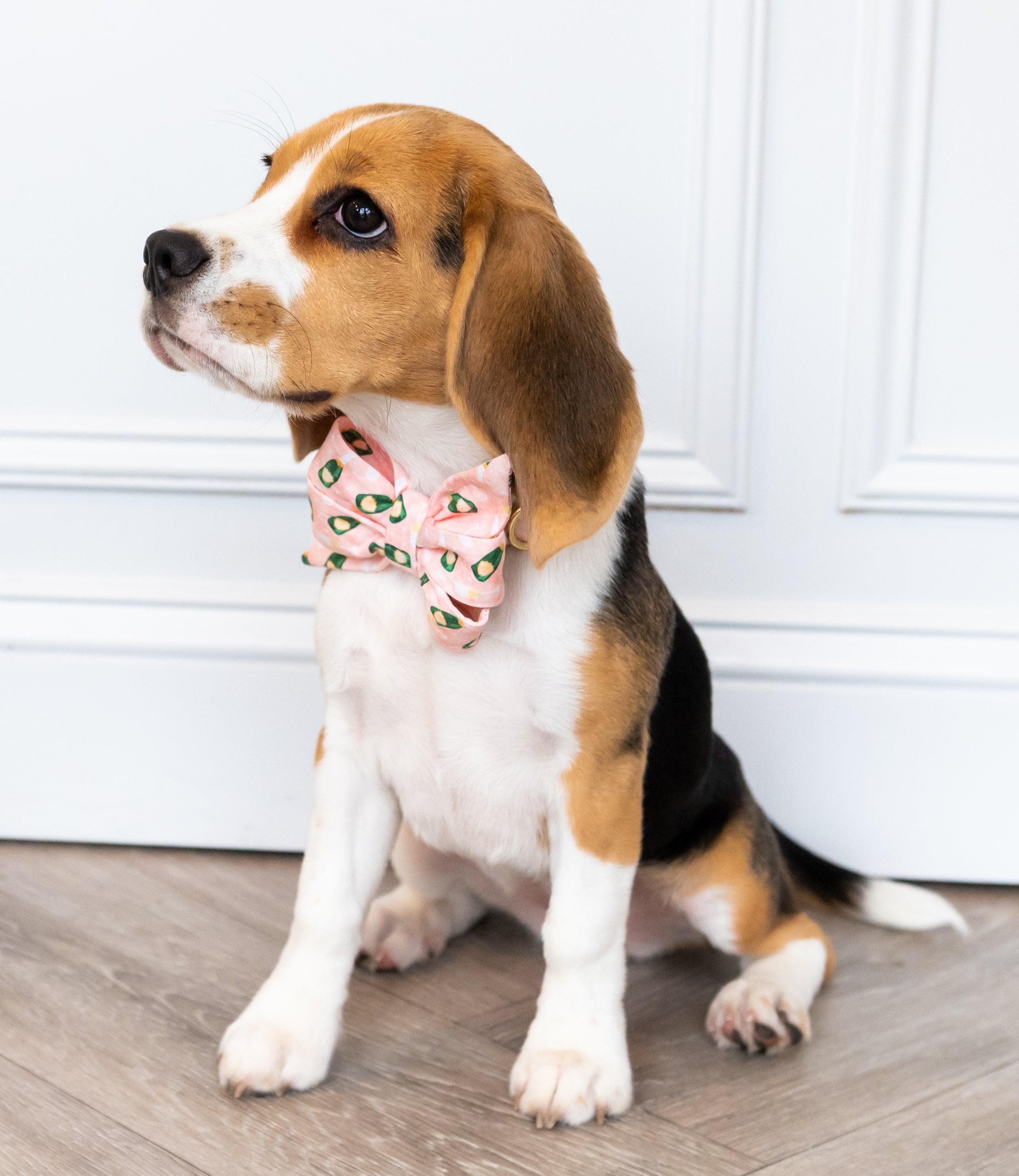 Tri-colored beagle wearing a festive pink belle bow printed with small champagne bottles and glasses. The dog is posed in a clean, white interior with wood flooring. Perfect for your party animal!