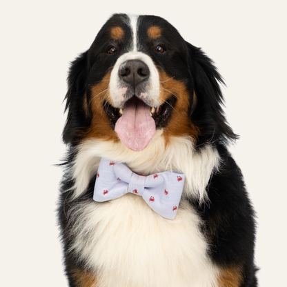Large black, white, and brown dog with its tongue out, wearing a light blue bow tie and matching collar with small red crab patterns against a plain background.