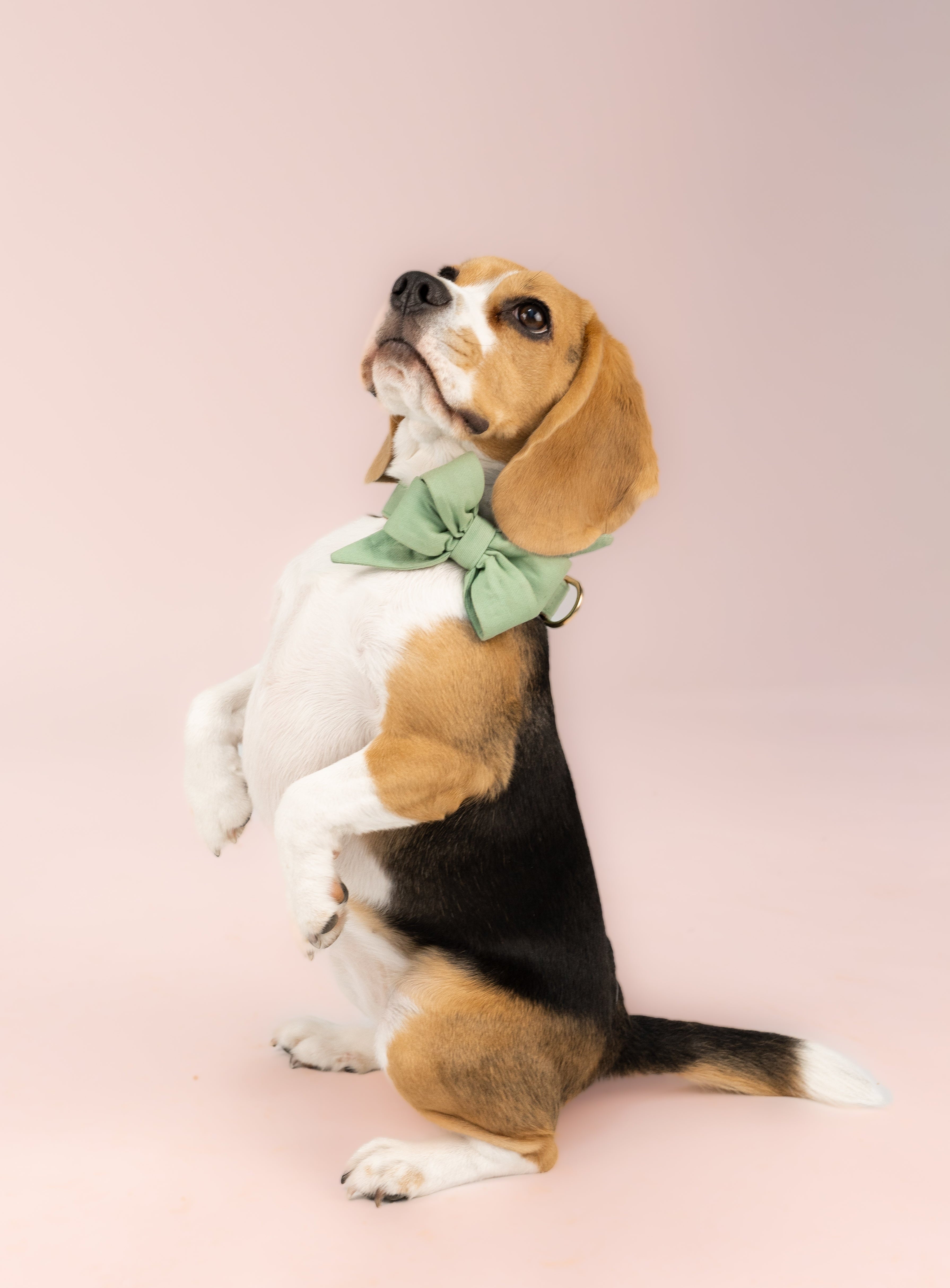 Soft green fabric belle bow dog collar for dogs, shown on a beagle in a charming upright pose—an effortlessly classy accessory that adds gentle color and polish to any pup’s wardrobe.