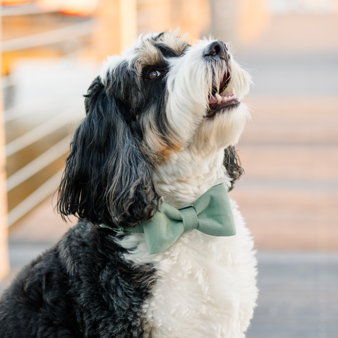 A cheerful, medium-sized dog with a shaggy black, white, and brown coat wears a sage green bow tie dog collar while sitting on a wooden walkway. The dog’s head is tilted upward, mouth slightly open in a smile, capturing a lively and stylish moment.