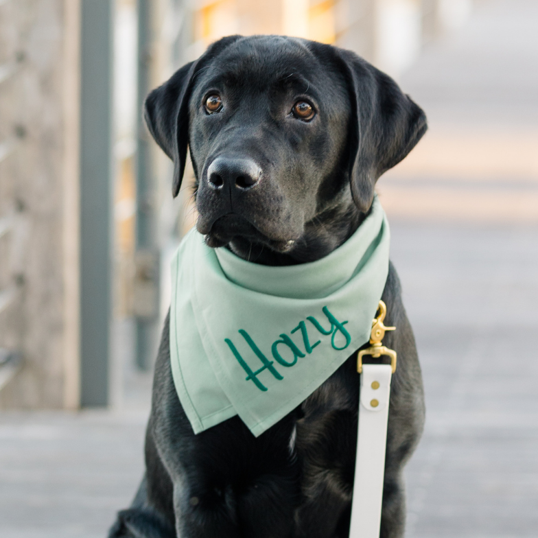  A dark-coated Labrador sits patiently on a wooden path flanked by railings, wearing a personalized soft fern green bandana with the word “Hazy” embroidered in stylized green text. A white leash is attached with a gold clasp on its collar.