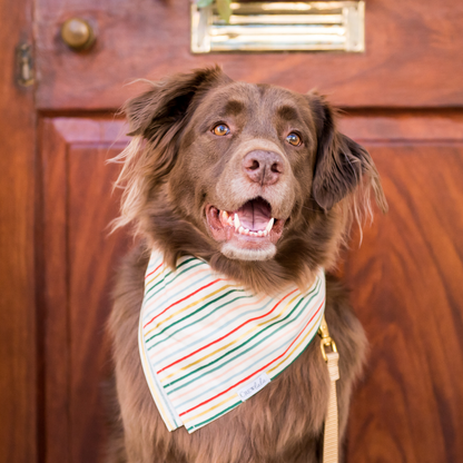 Cute pup in front of a dark door wearing a festive bandana with repeating stripes of red, green, gold, blue, and others.