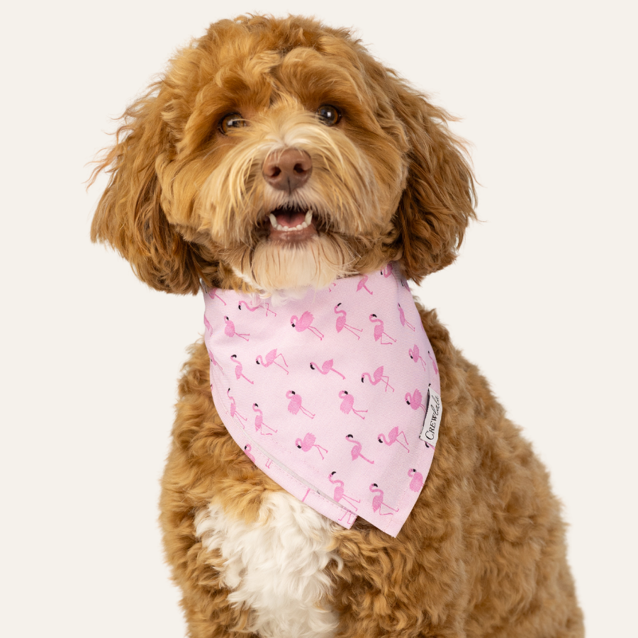 Portrait of a fluffy dog with a curly coat, wearing a light pink bandana decorated with tiny flamingo illustrations.