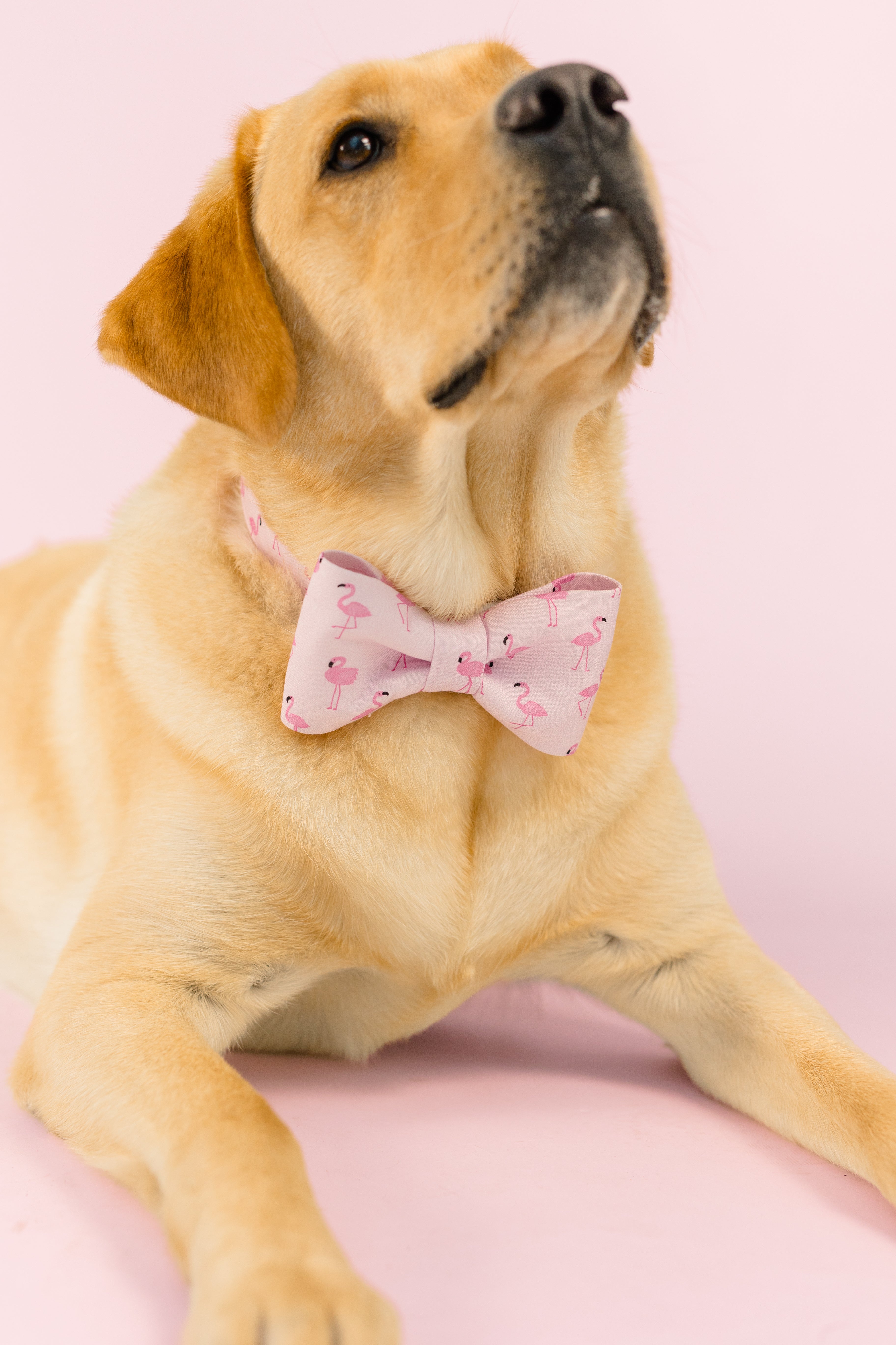 A tan dog lies with its front legs extended and head tilted upward. Around its neck is a large pastel pink bow tie dog collar featuring a repeating flamingo pattern, complementing the soft pink background for a charming and polished look.