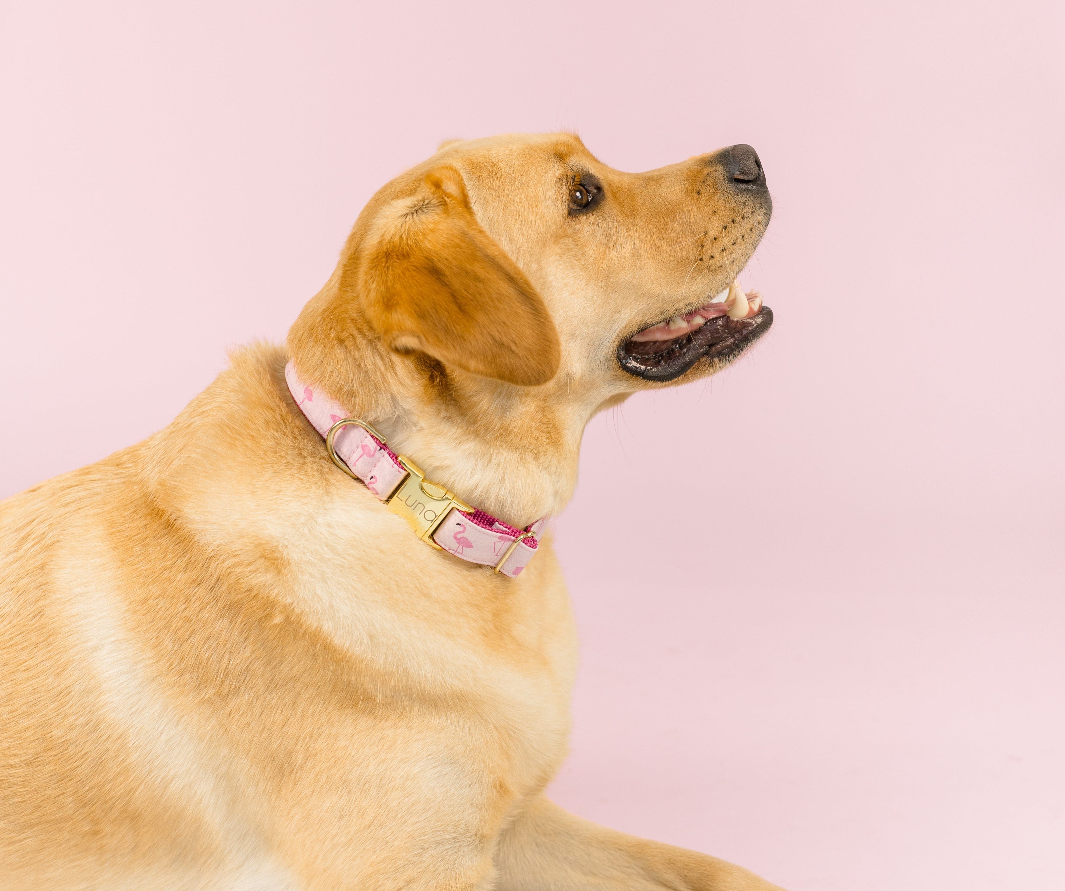 Side profile of a yellow Labrador lying on a pastel pink studio floor, head slightly raised with an open mouth and gentle expression. The dog’s collar is light pink with a fun flamingo print and features a gold metal clasp, creating a cheerful and stylish contrast against its fur.