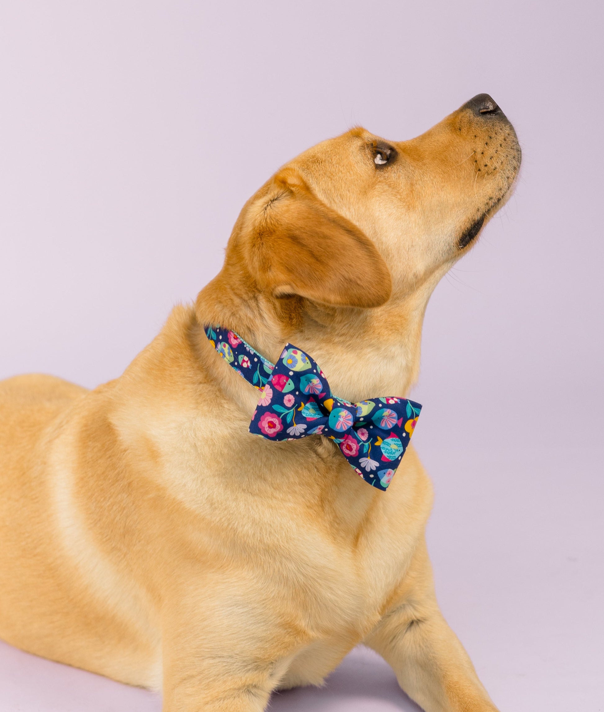 Yellow Labrador resting on a pastel lavender floor, dressed in a vibrant bow tie dog collar with a colorful print of whimsical flowers and fish. The dog’s head is tilted up and to the right, giving the portrait a playful yet polished vibe.