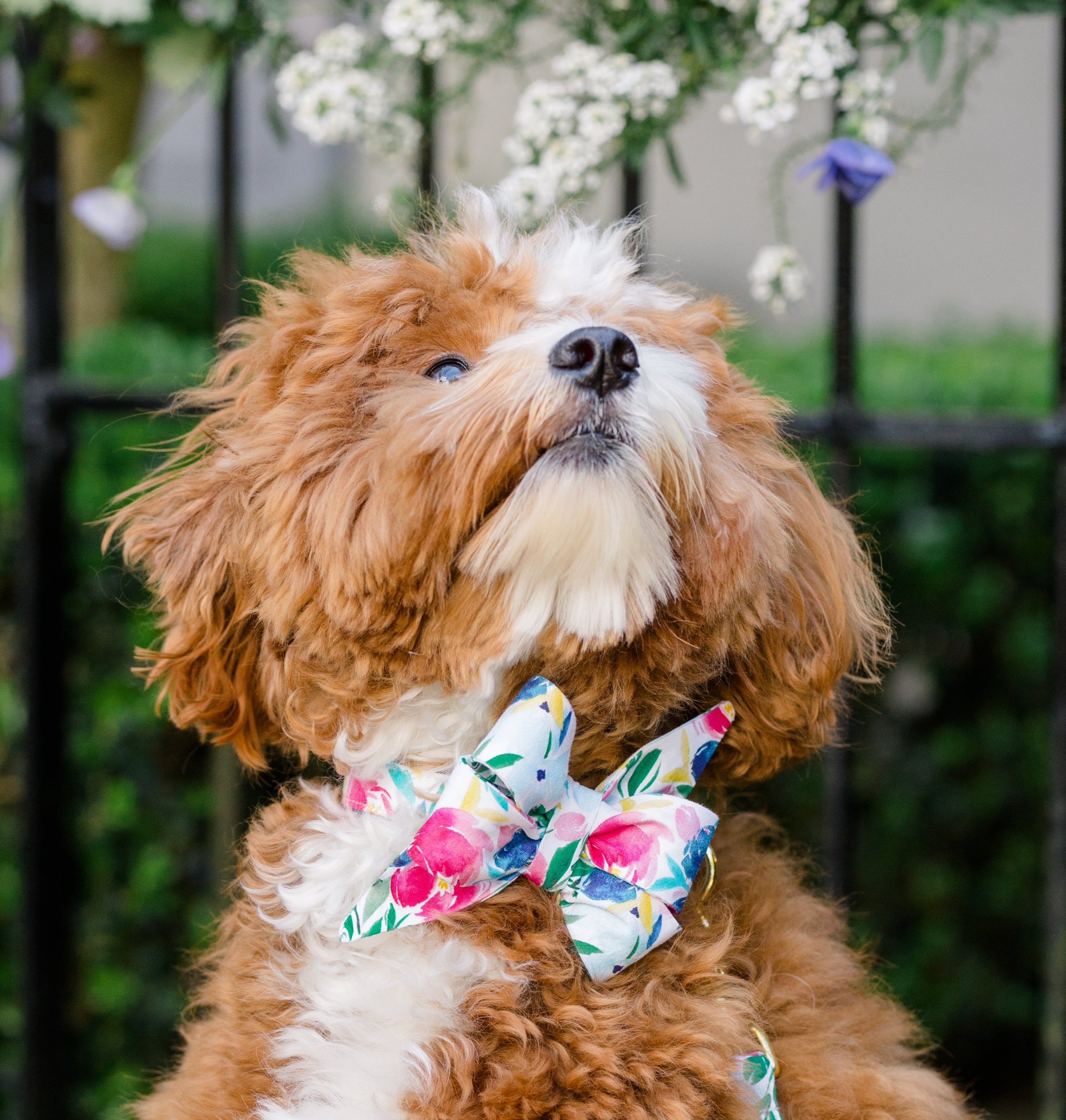 Curly-haired tan and white dog posing beneath hanging flowers while wearing a bold floral belle bow and matching leash. The belle bow features bright pink and blue blossoms with green accents, complementing the dog’s soft, reddish coat and the spring garden setting.