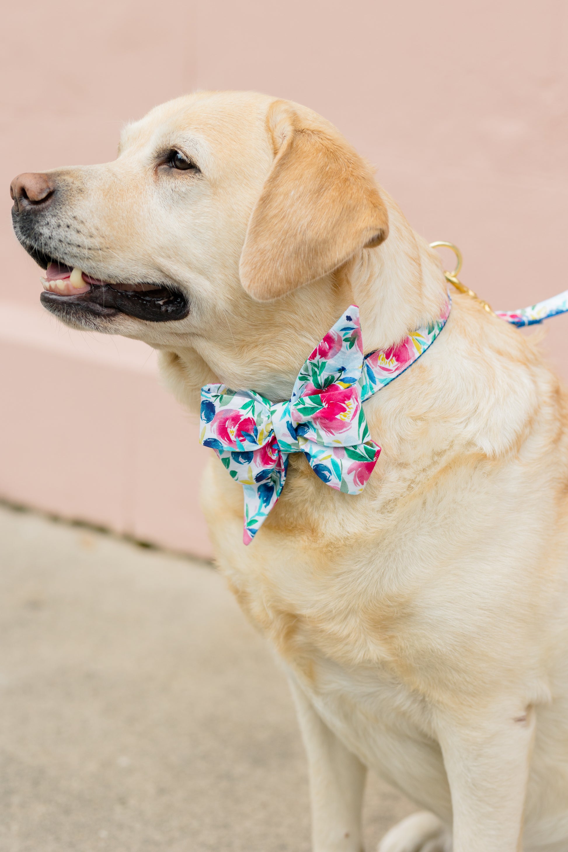 A light yellow Labrador wears a large floral belle bow collar and matching leash featuring pink, blue, and red flowers with green leaves. The dog is facing left with a relaxed expression, sitting on a concrete surface against a soft blush-pink wall.