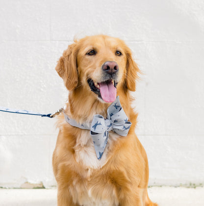Golden retriever sitting confidently in front of a light backdrop, wearing a light blue bow tie dog collar set and matching leash featuring a playful airplane print in dark blue—an eye-catching accessory set perfect for stylish pups on the go.