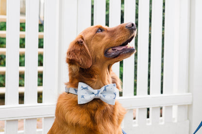 Retriever wearing a light blue bow tie collar set with navy blue airplane prints, sitting in front of a picket-style fence. A fun, travel-inspired look that brings personality and charm to pet accessory collections.