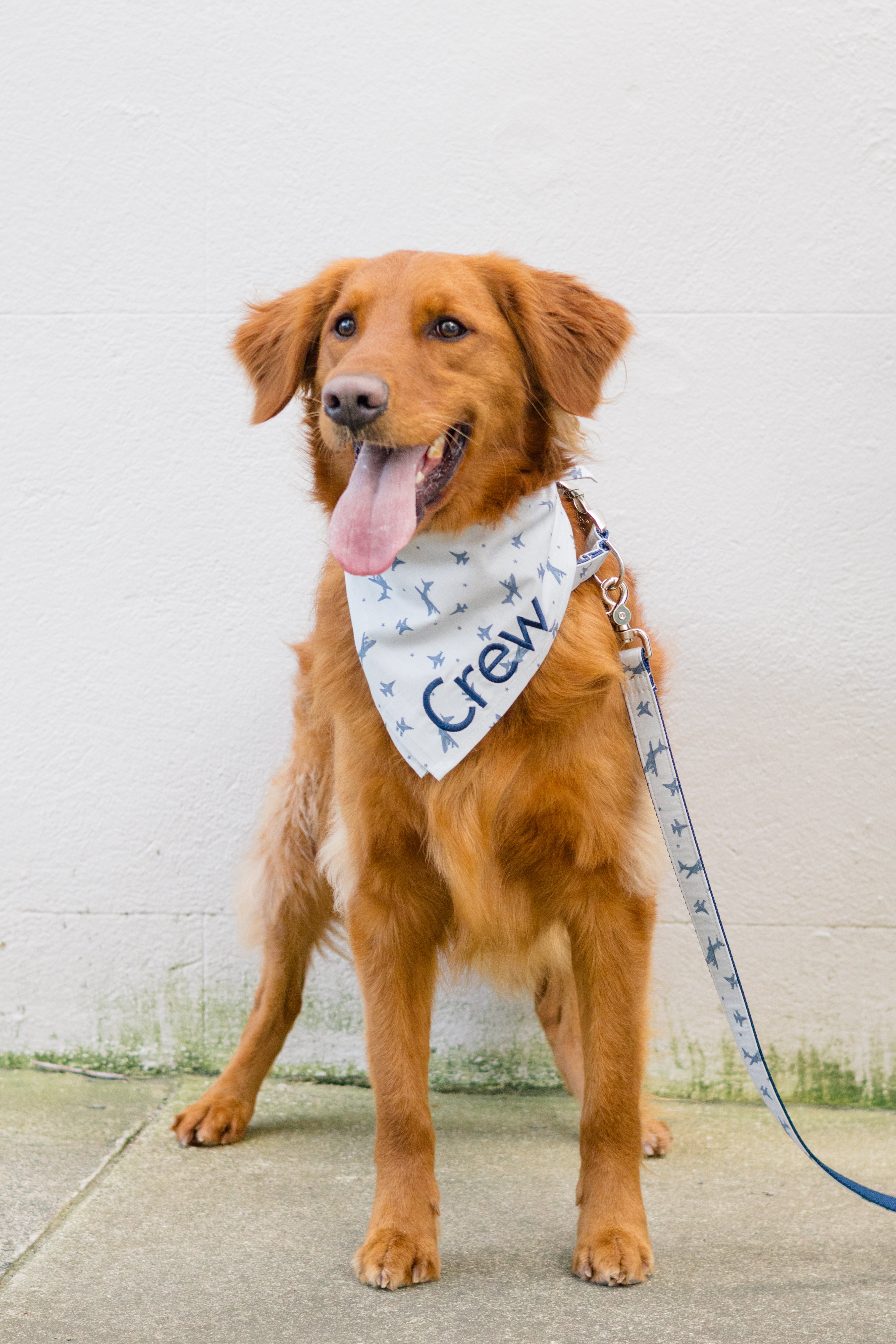 Retriever wearing a personalized light bandana with blue airplane print and “Crew” embroidered across the front, paired with a matching leash. A playful and travel-inspired look perfect for jet-setting pups or aviation-themed collections.