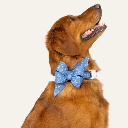 Golden retriever dog wearing a blue floral belle bow collar set, showcasing an oversized bow and coordinating collar with small white flowers.