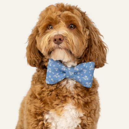 Curly dog sitting against a light background, wearing a blue bow tie with a matching collar with small white floral pattern.
