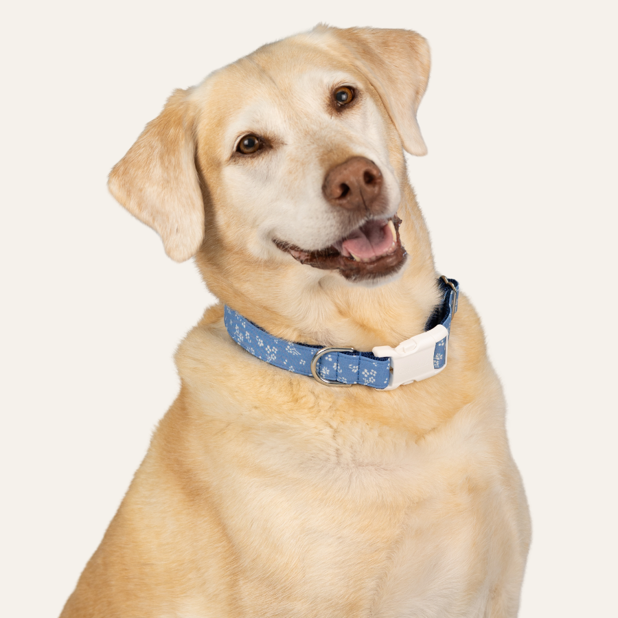 Cute Labrador retriever in blue dog collar with a dainty white floral pattern.