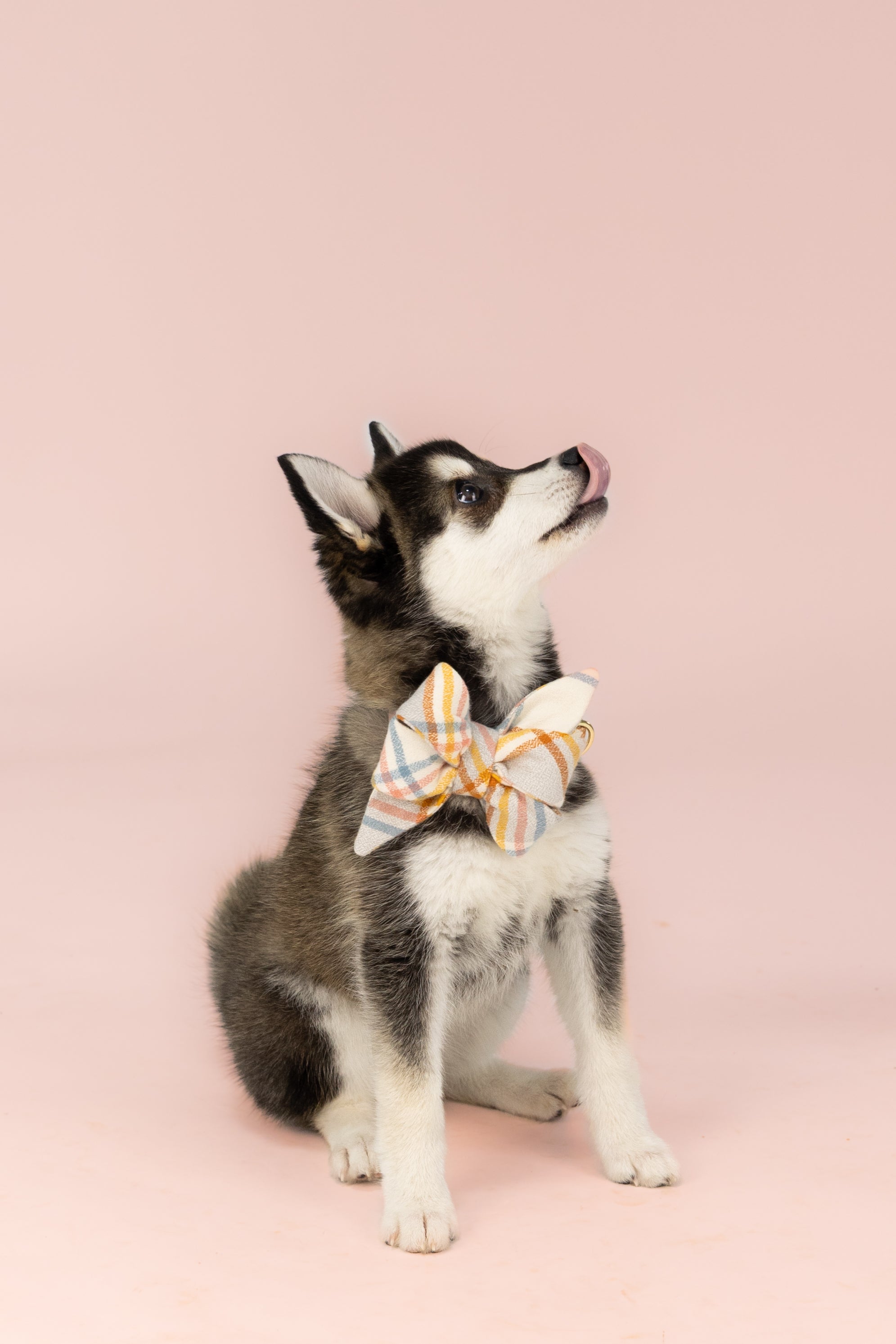 Wearing a flannel belle bow collar set with soft, diagonal plaid lines in warm fall hues, the dog sits upright with its tongue out mid-lick. The bow is centered and full, giving the look a cozy, seasonal feel.