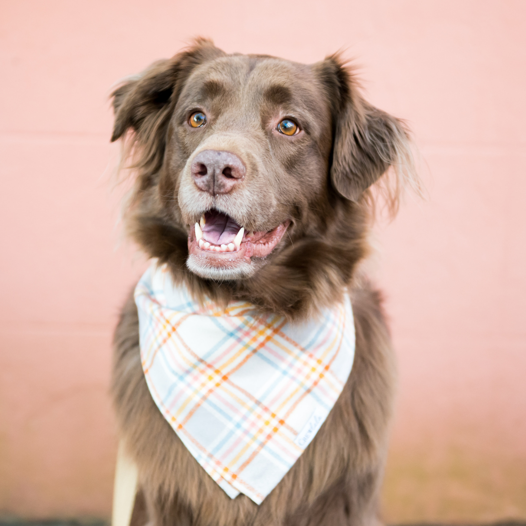 Smiling dog posing, dressed in a stylish plaid bandana with intersecting stripes in warm tones, balanced by cool tones. 
