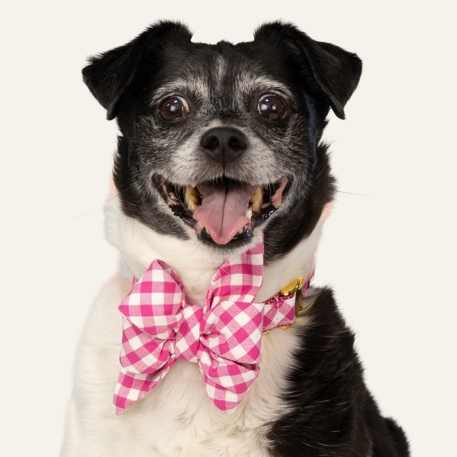 Cheerful dog with a salt-and-pepper muzzle wearing a fuchsia belle bow collar, looking happily at the camera.