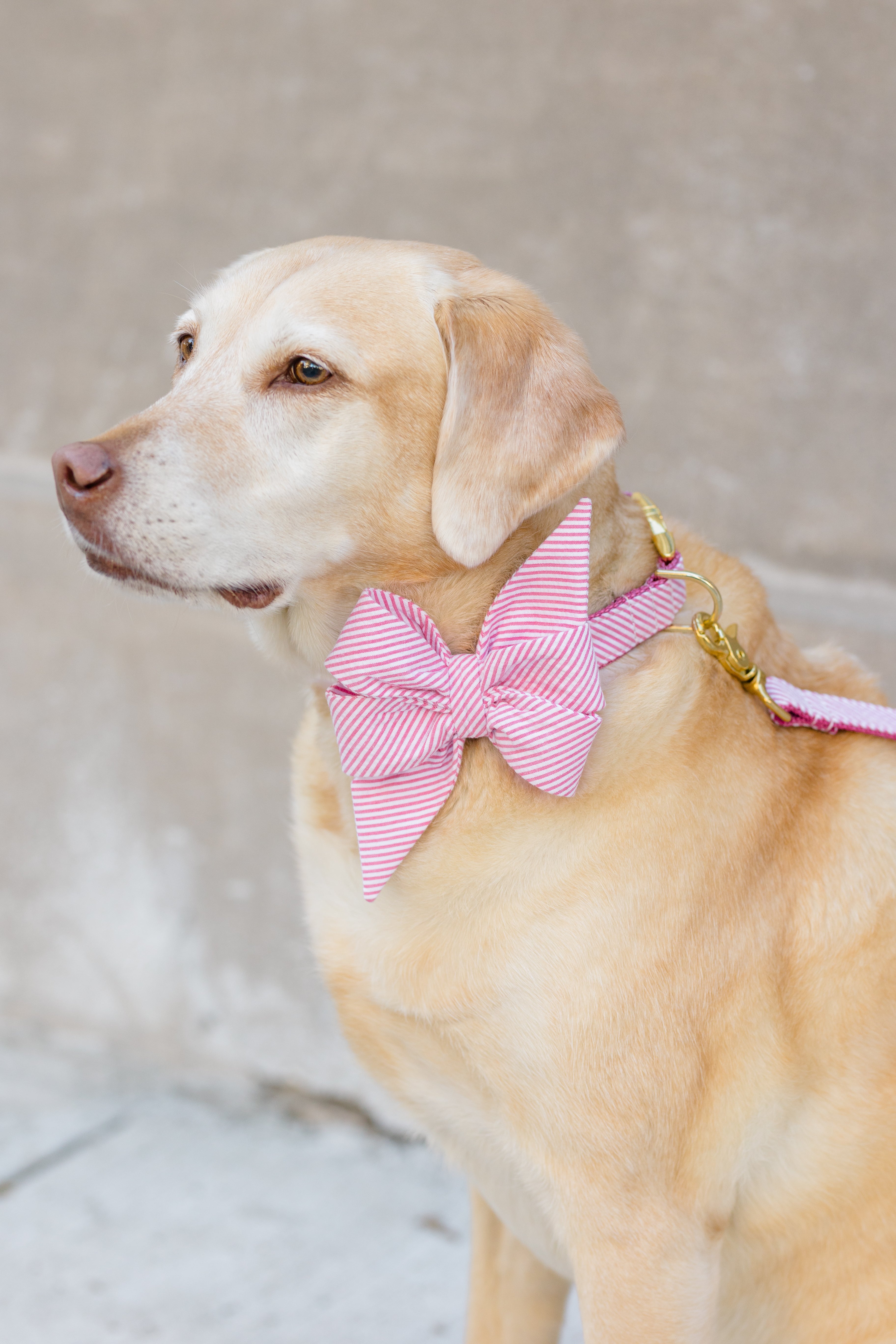 Close-up of a dog in a pink and white striped seersucker bow tie collar, featuring a bold fuchsia hue and matching leash.