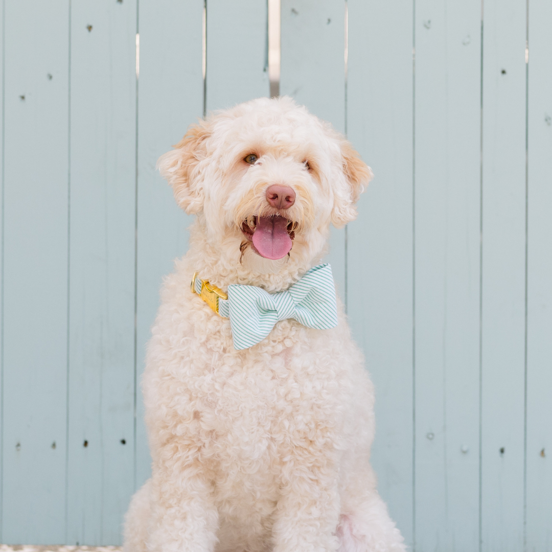A cream-furred dog with a curly coat is seated outside, wearing a crisp green-and-white striped seersucker bow tie and a matching collar with gold-tone hardware. The dog’s tongue is out in a joyful expression, with a pale blue fence creating a soft, charming backdrop.
