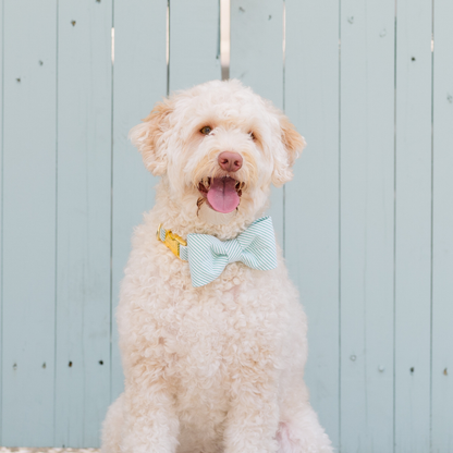 A cream-furred dog with a curly coat is seated outside, wearing a crisp green-and-white striped seersucker bow tie and a matching collar with gold-tone hardware. The dog’s tongue is out in a joyful expression, with a pale blue fence creating a soft, charming backdrop.