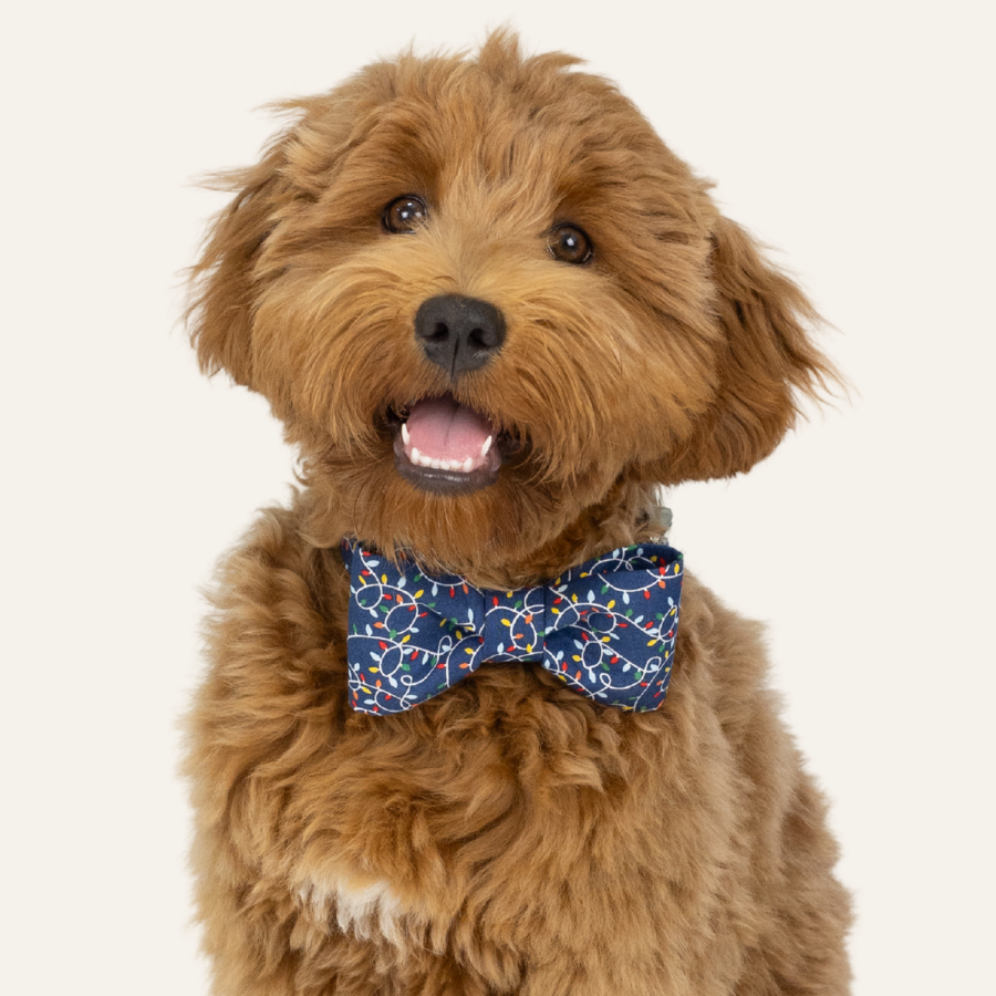 Adorable dog with a wavy coat and a cheerful expression, sporting a blue bow tie collar covered in a multicolored holiday sting light pattern.