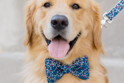 Smiling retriever in a navy bow tie collar decorated with strings of festive Christmas lights. 