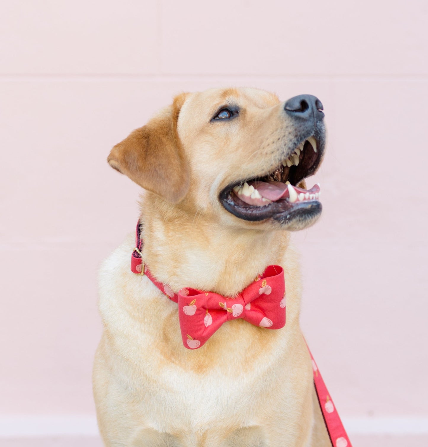 A seated Labrador retriever looks up with a joyful, open-mouthed expression, wearing a red bow tie with an apple pattern. 