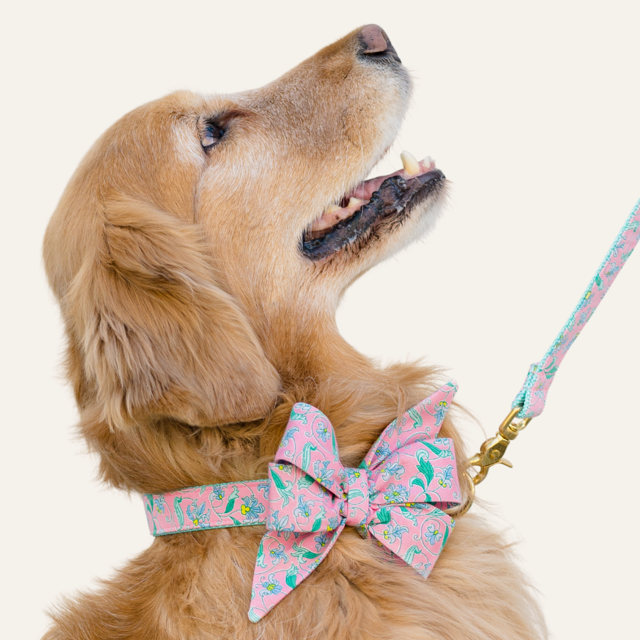 Side view of a golden retriever gazing up with a soft smile, dressed in a pastel pink belle bow collar set and matching leash adorned with delicate floral motifs.
