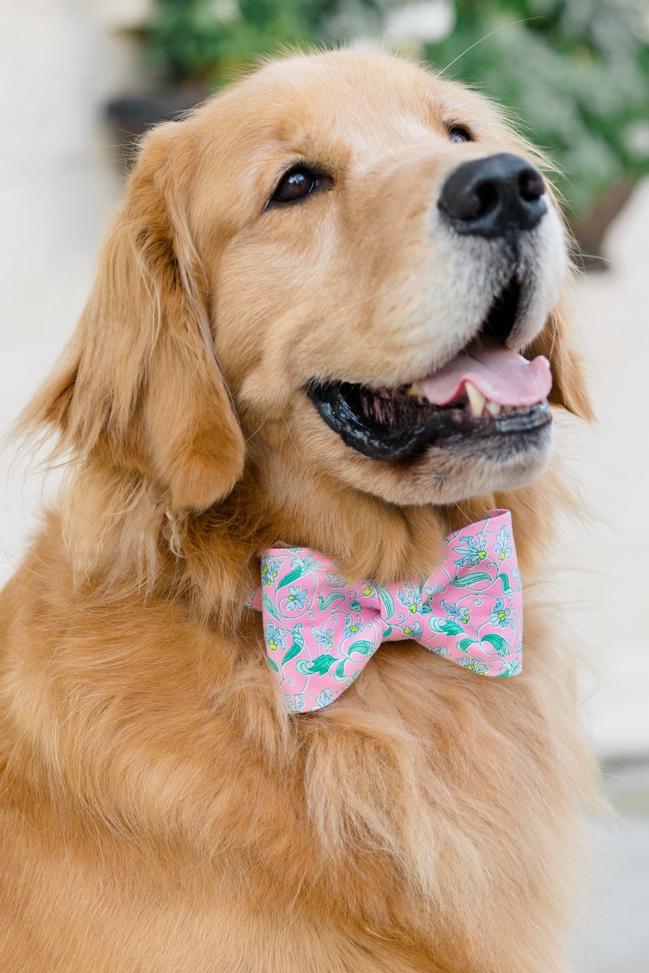 Close-up of a retriever with a joyful expression, dressed in a pastel pink bow tie collar set patterned with floral accents.
