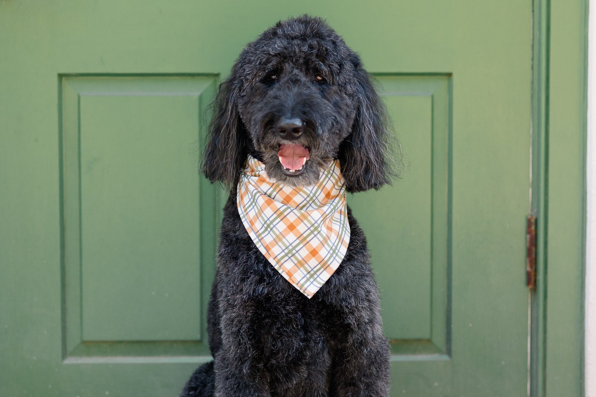 A cheerful dog with a curly coat poses wearing a bandana in a fall plaid design. The muted fall colors create a cozy, seasonal look.