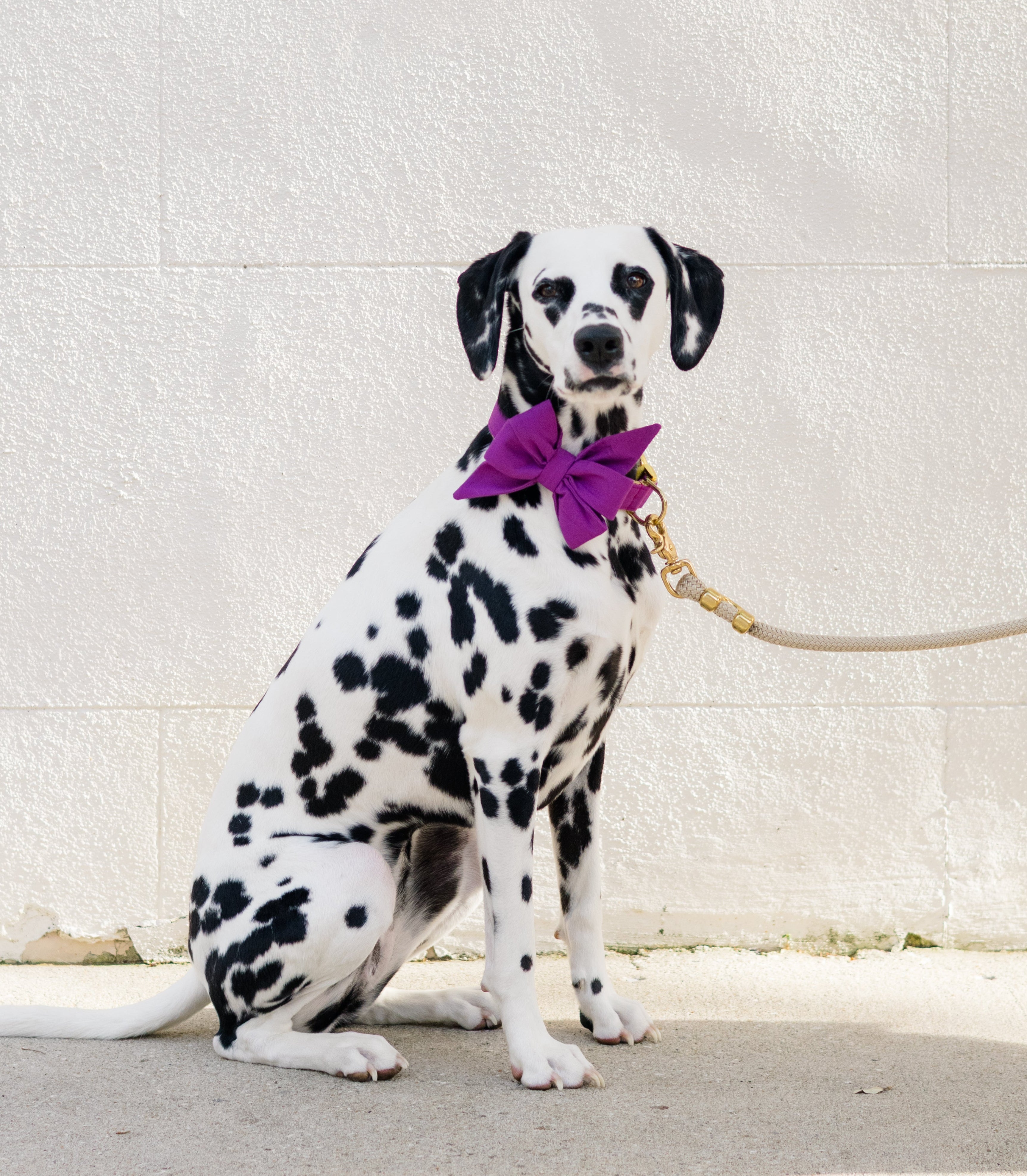 Dalmatian dog modeling a statement purple belle bow collar set. The vibrant accessory pops against the dog's black and white coat—perfect for fashion-forward pups.