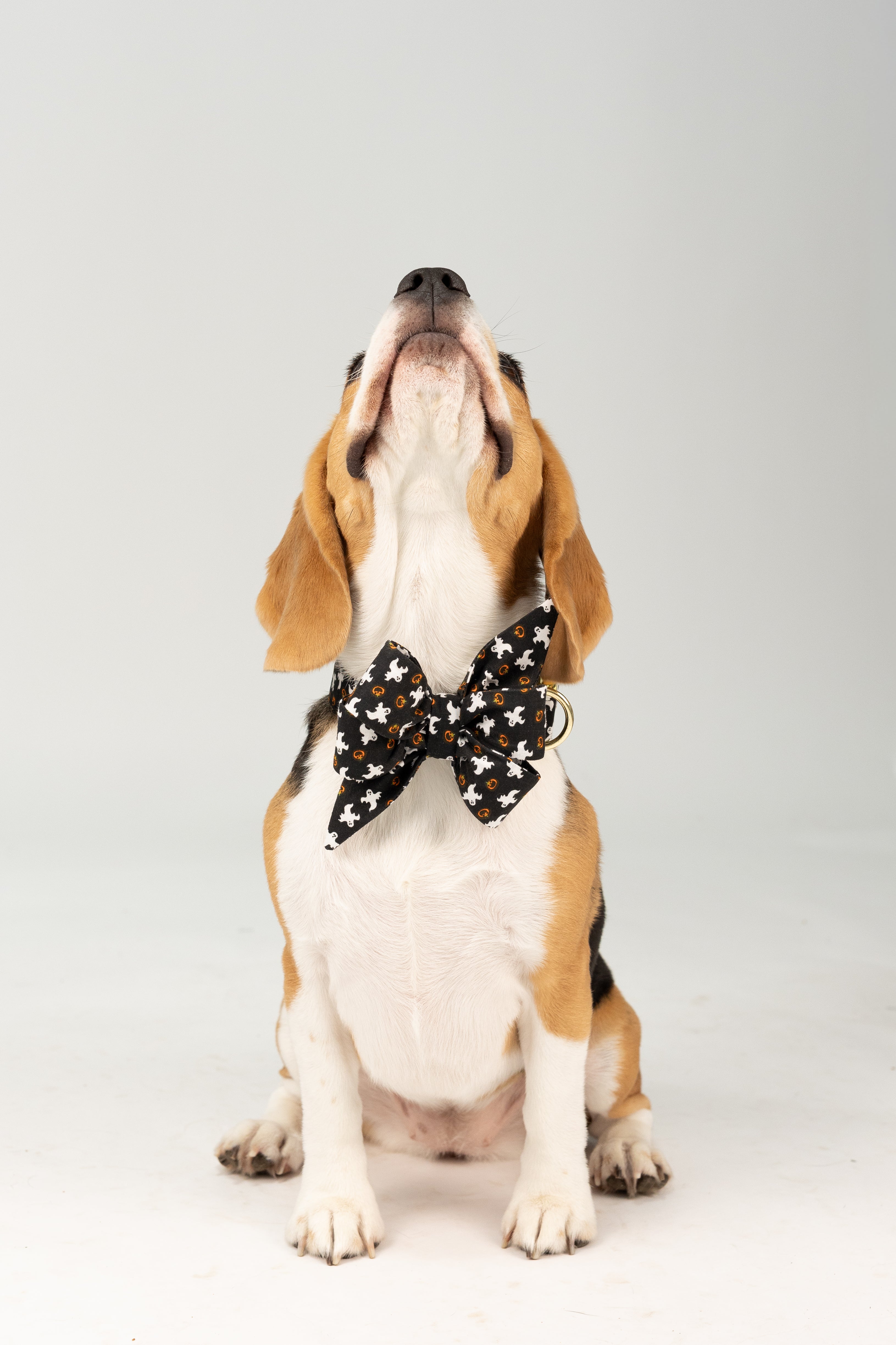 Festive Halloween belle bow collar set for dogs featuring ghosts and mini jack-o’-lanterns on a black background—an eye-catching accessory for pets who celebrate in style.