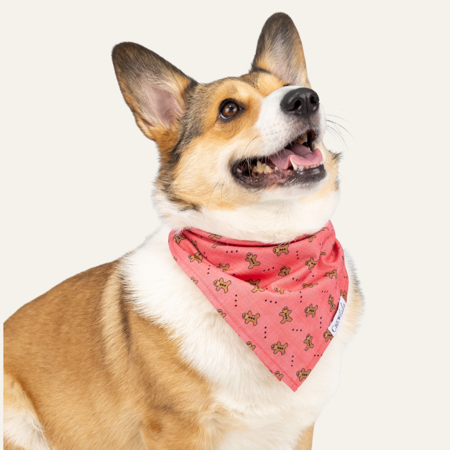 Smiling Corgi dressed in a Christmas-themed red dog bandana featuring gingerbread men, perfect for festive pet pictures.