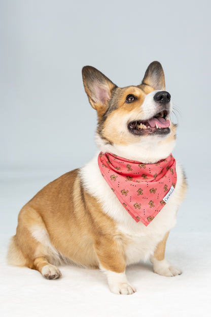 Smiling Corgi dressed in a Christmas-themed red dog bandana featuring gingerbread men, perfect for festive pet pictures.
