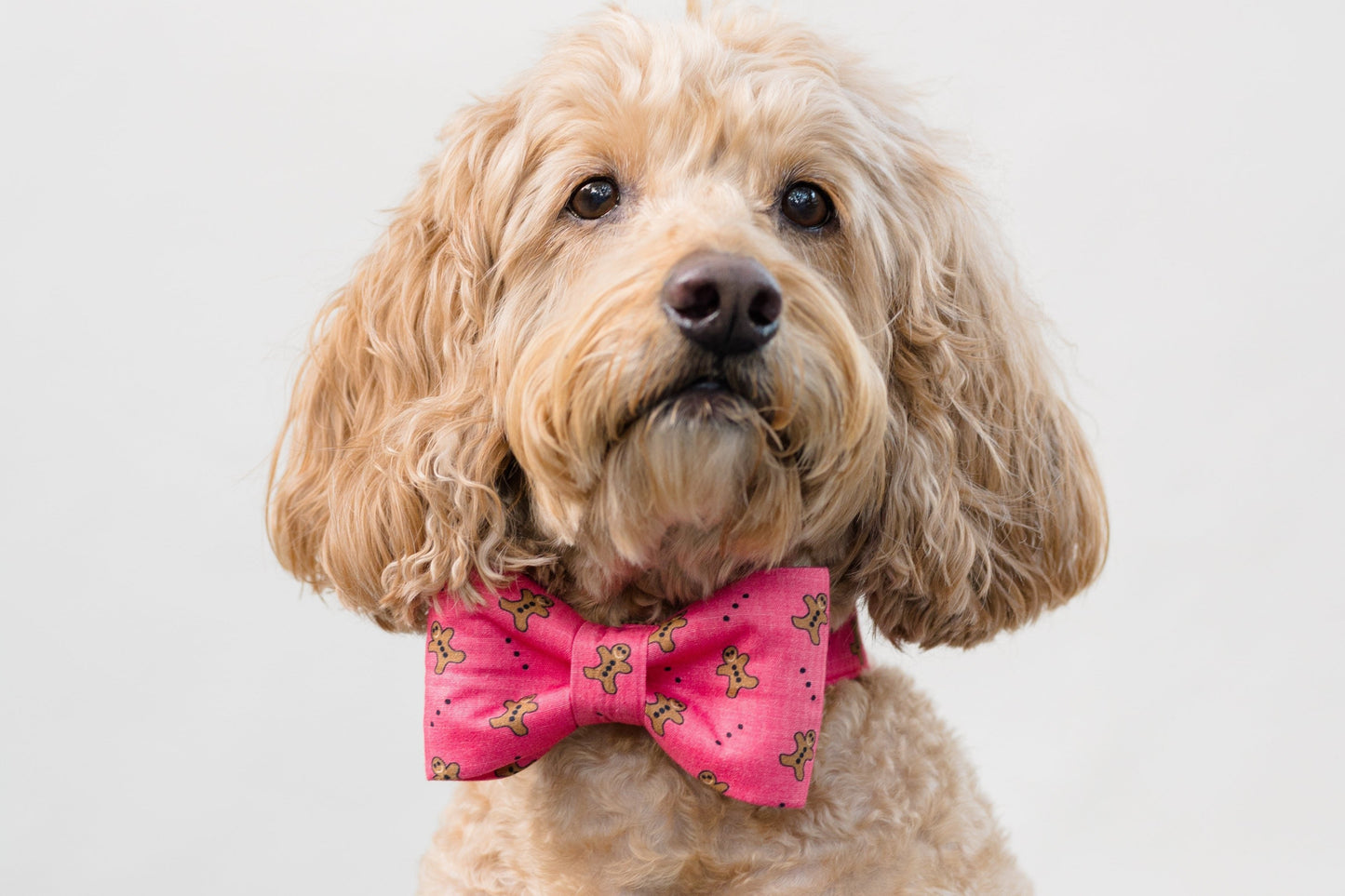 This adorable pup is dressed to impress in a red gingerbread-themed bow tie and matching collar, perfectly capturing the holiday spirit with a cozy coat and a camera-ready expression.