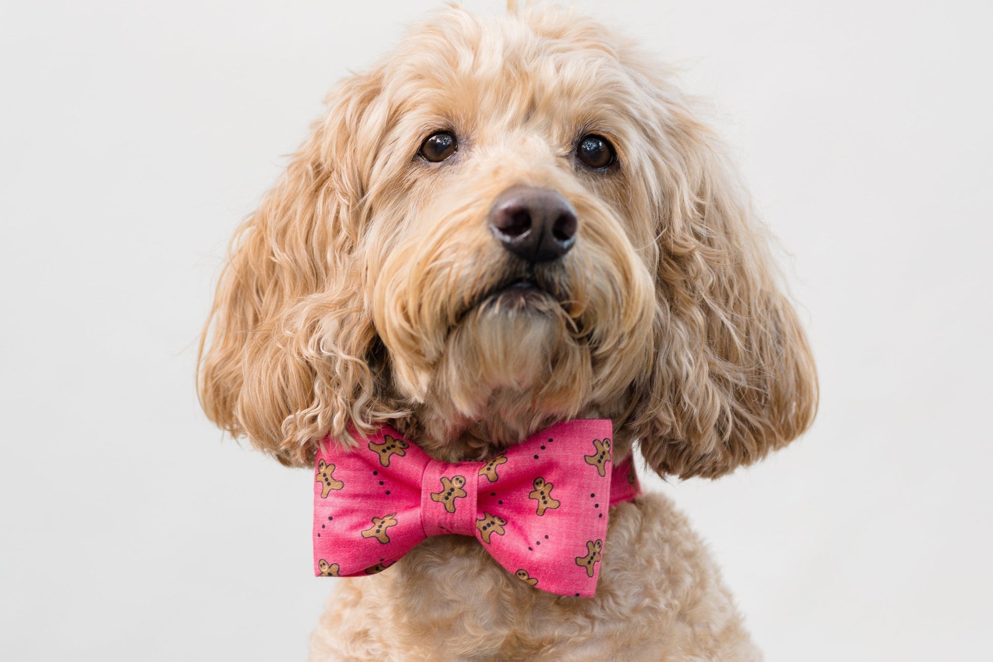 This adorable pup is dressed to impress in a red gingerbread-themed bow tie and matching collar, perfectly capturing the holiday spirit with a cozy coat and a camera-ready expression.