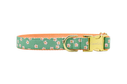 Soft green dog collar featuring small light pink daisy flowers and polished gold hardware
