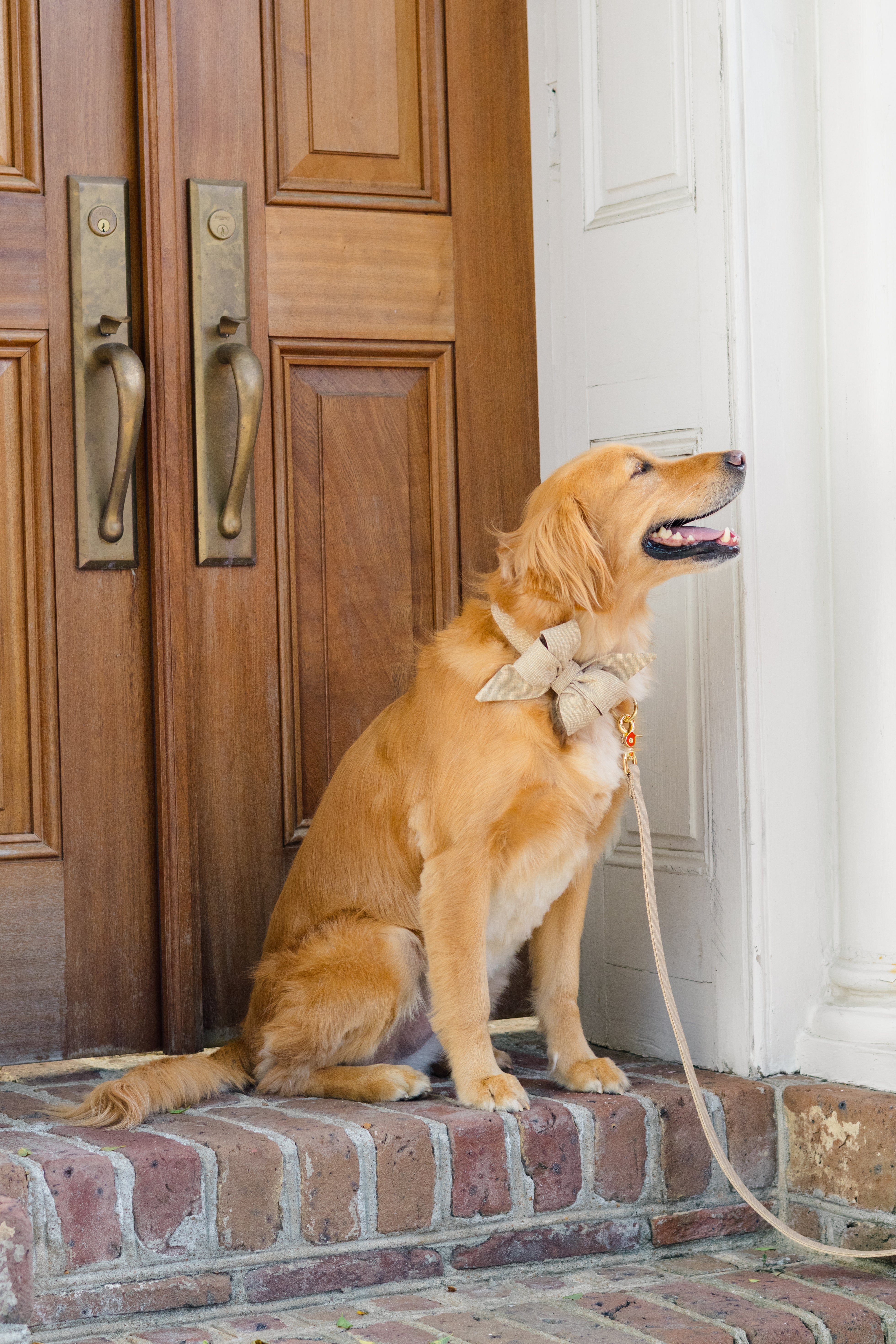 This retriever models a dazzling gold glitter leash and belle bow collar set. Posed against rich wood and brick, the look blends sparkle with sophistication—ideal for event wear, holiday shoots, or everyday fun.