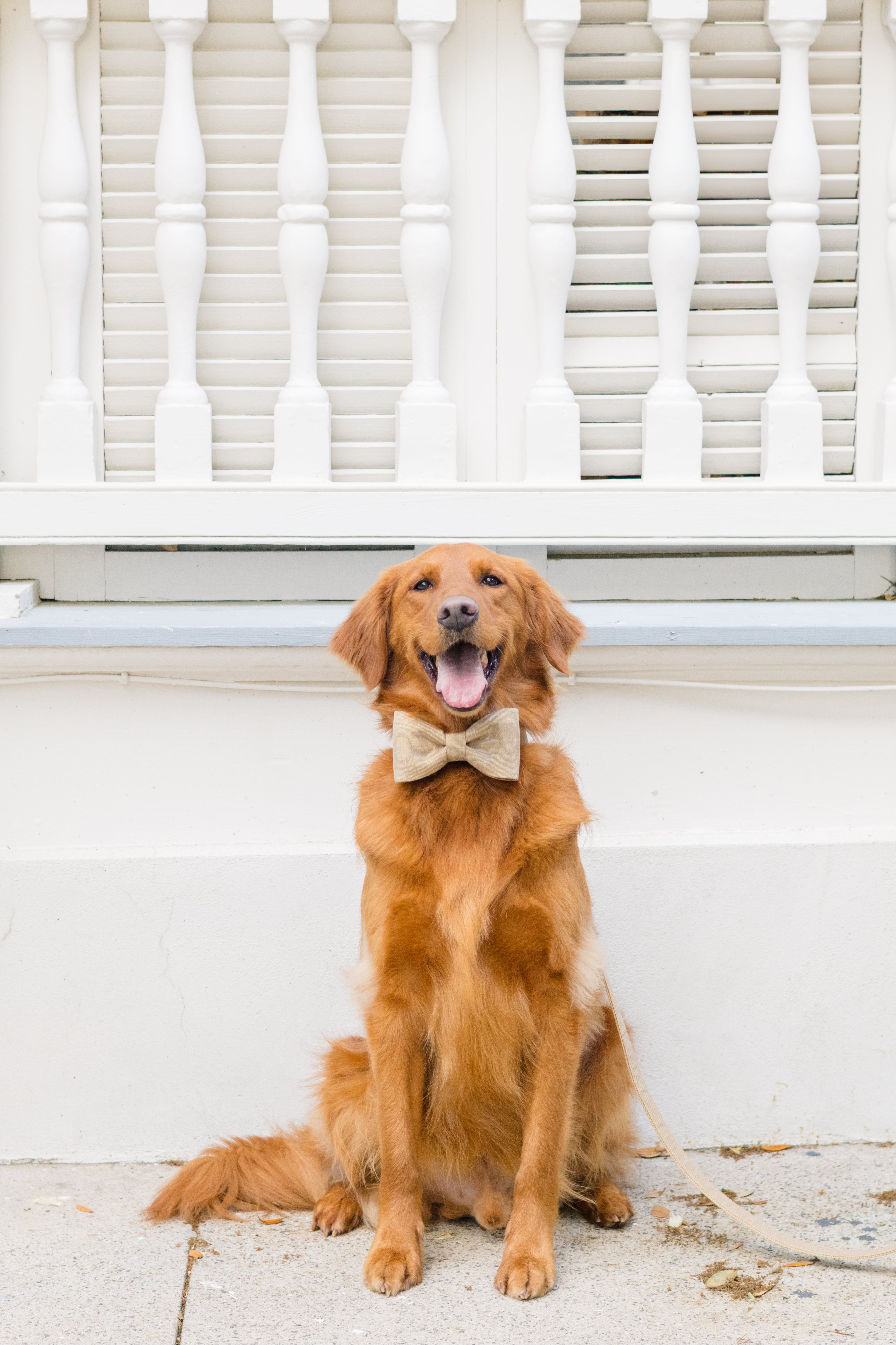 This retriever shines in a gold glitter bow tie collar set, posed against a light background. The luxe shimmer of the fabric makes it ideal for formal occasions, styled shoots, or holiday-ready pet accessories.