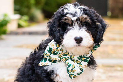 Adorable curly-coated pup dressed in a bold bowtie featuring metallic berries and green mistletoe leaves, sitting confidently on a stone path for a cheerful seasonal photo.