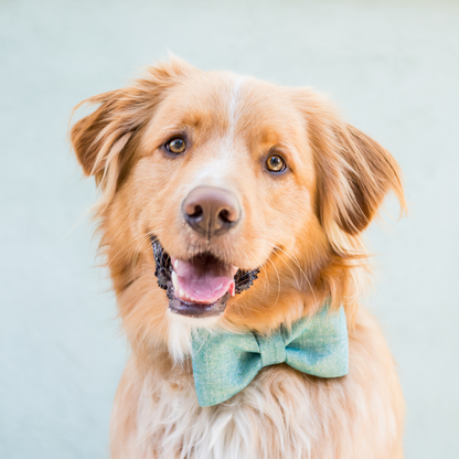 Portrait of a dog with warm eyes and a cheerful expression, wearing a green bow tie collar made from woven, speckled fabric. The dog’s fur is slightly tousled, and it is posed against a soft pale background, creating a bright and polished look.