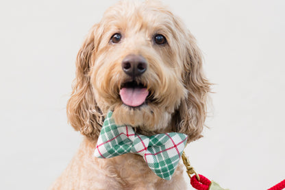 A cheerful dog with wavy fur and expressive eyes wears a festive bow tie collar featuring a green plaid pattern. 