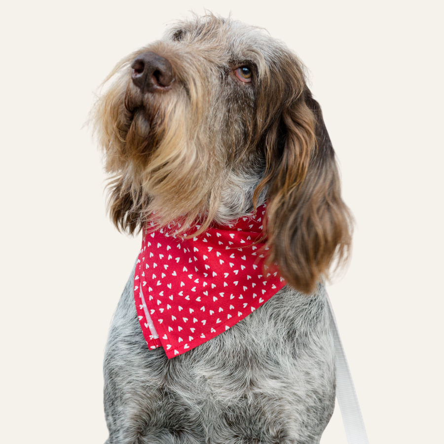 Wirehaired dog wearing a red bandana with small white hearts, sitting in front of a pale wall and looking upward.
