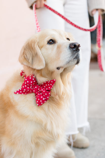 Golden Retriever wearing a red belle bow collar set with small white hearts, looking upward while on a matching leash held by a person in white pants.
