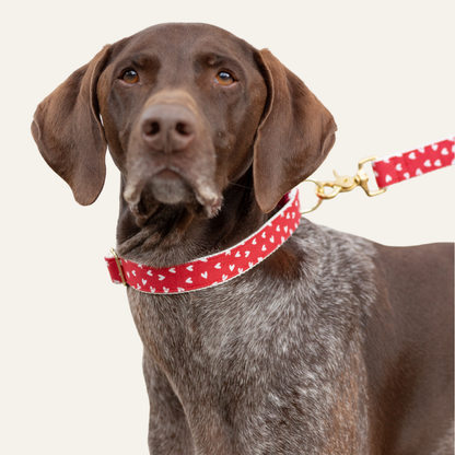 German Shorthaired Pointer wearing a red collar and matching leash with white heart designs, standing against a neutral background.