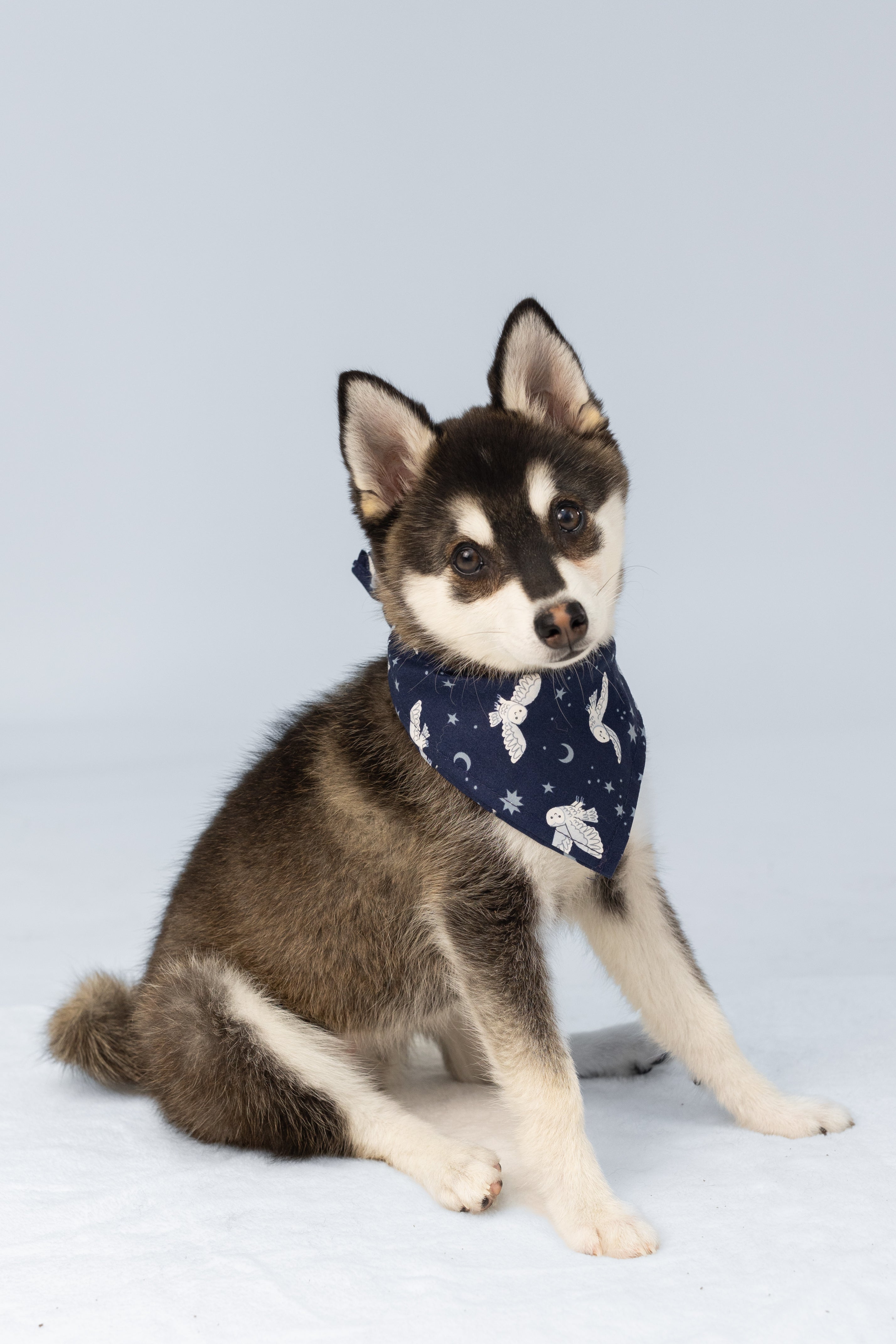 A fluffy puppy with a dark coat and light facial markings poses with its head slightly tilted. Around its neck is a navy bandana printed with whimsical owls in flight, stars, and crescent moons, creating a magical, nighttime-themed accessory.